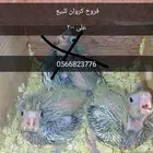فروخ كروان