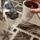 قطط