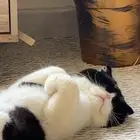 قط ذكر للتبني