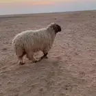 فحل نعيمي