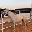 للبيع فرس شعبيه فرنسيه