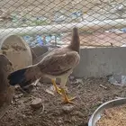 دجاج بلدي مجهن بكستاني