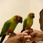 كنيور نان كنيور زوج اليف هدد متكلم محلل بشهاداته( تم البيع )