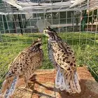 سمان بوب وايت امريكي