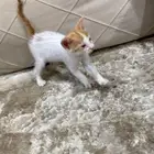 بسه للتبني