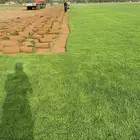 نجيله عشب اخضر ثيل