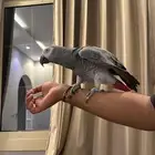 كاسكو اليف ومتكلم