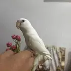 روز للبيع