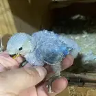 فرغ روز بونه ازرق