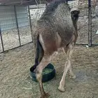قعود طيب لهل الملاحم (( تم البيع ))