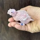 فرخ كروان البينو