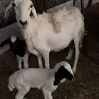 للبيع حريه أم التوم