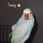 ببغاء درة هولندي متكلم