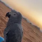 بغبغاء كاسكو العمر سنة الصحة جيدة للبيع منطقة تبوك السعر