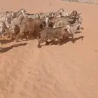 ماعز صفراء عوراض عدد 19