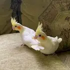 كروان لاتينو اليف