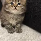 قطط شيرازي بيور للبيع