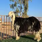 فحل نجدي مشروط النسف والطبع