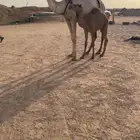للبيع خلفه جذعه شقحا معها بكره مزيونه