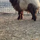 خروف نعيمي 7 شهور طيب