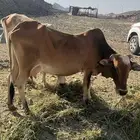 بقر للبيع توصل على رقم صاحبها