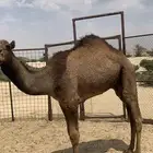 قعود للبيع