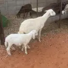 شاه خلفه