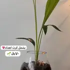 هدايا نباتات طبيعيه لذكرى خالده وممميزه