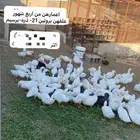 بط بكيني سوبر جانبو عمر 4 شهور بيع مستعجل