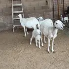تامه شبب