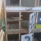 محاكر للبيع