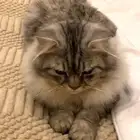 قط شيرازي لتبني