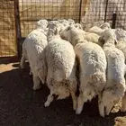 طليان حري شحم ولحم