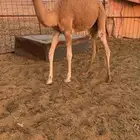 قعود للبيع