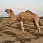 بعير اشقع على ابو عجاريد الموقع القصيم انتاجه موجود