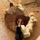 دجاج عربيات