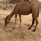 ناقه مدني منوة القاني
