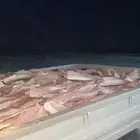 حوض شاص شلايخ طيب بالحيل