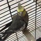 للبيع كروان طير اليف