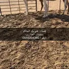 لقحات طياب