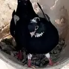 قطايف سلاله نادره