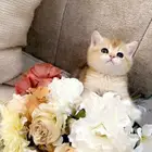 سكوتش بالرياض للبيع