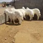 طليان جذعان جبرة