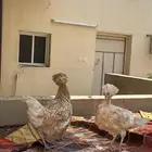 دجاجتين بلوشي