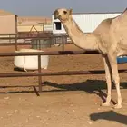 بكره شقحا حقه