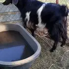 تيس فحل شرط