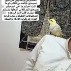 كروان اليف وهدد نشبه قريب الفطم اللي يبغى الزين يلحق عليه