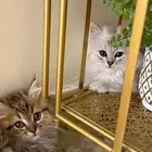 قط للبيع الابيض موجود فقط