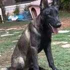 للبيع كلاب مالينو