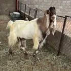 فحل هولندي للبيع طيب سنه سدس في المزاحميه